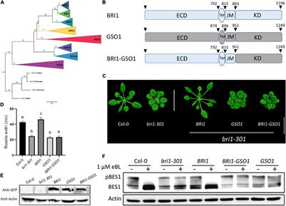 Kinase Function of Brassinosteroid Receptor Specified by Two Allosterically Regulated Subdomains
